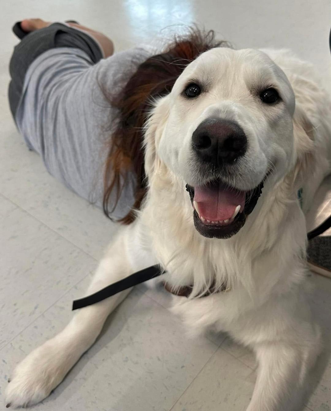 Golden retriever Walker smiling while a person rests beside him