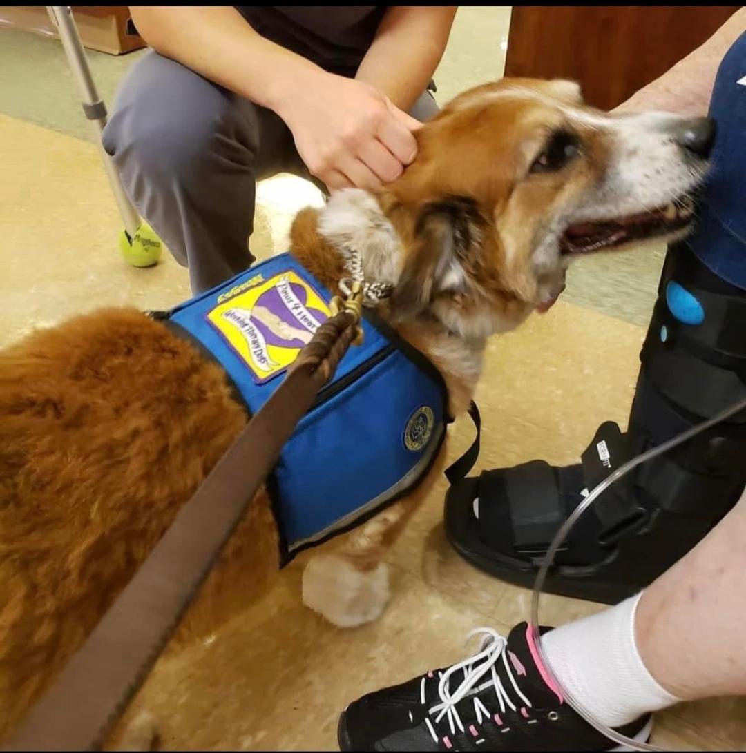 A therapy dog getting ear scratches from a patient