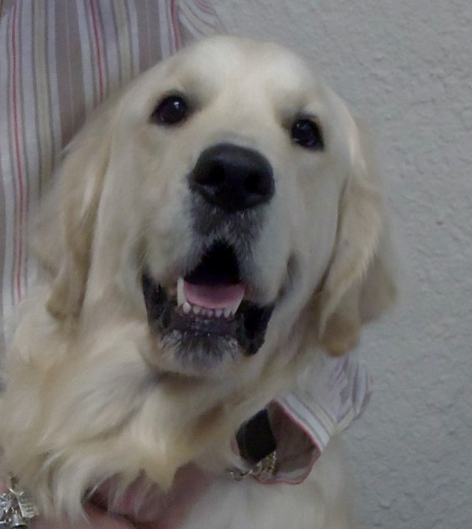 A golden retriever therapy dog smiling at the camera