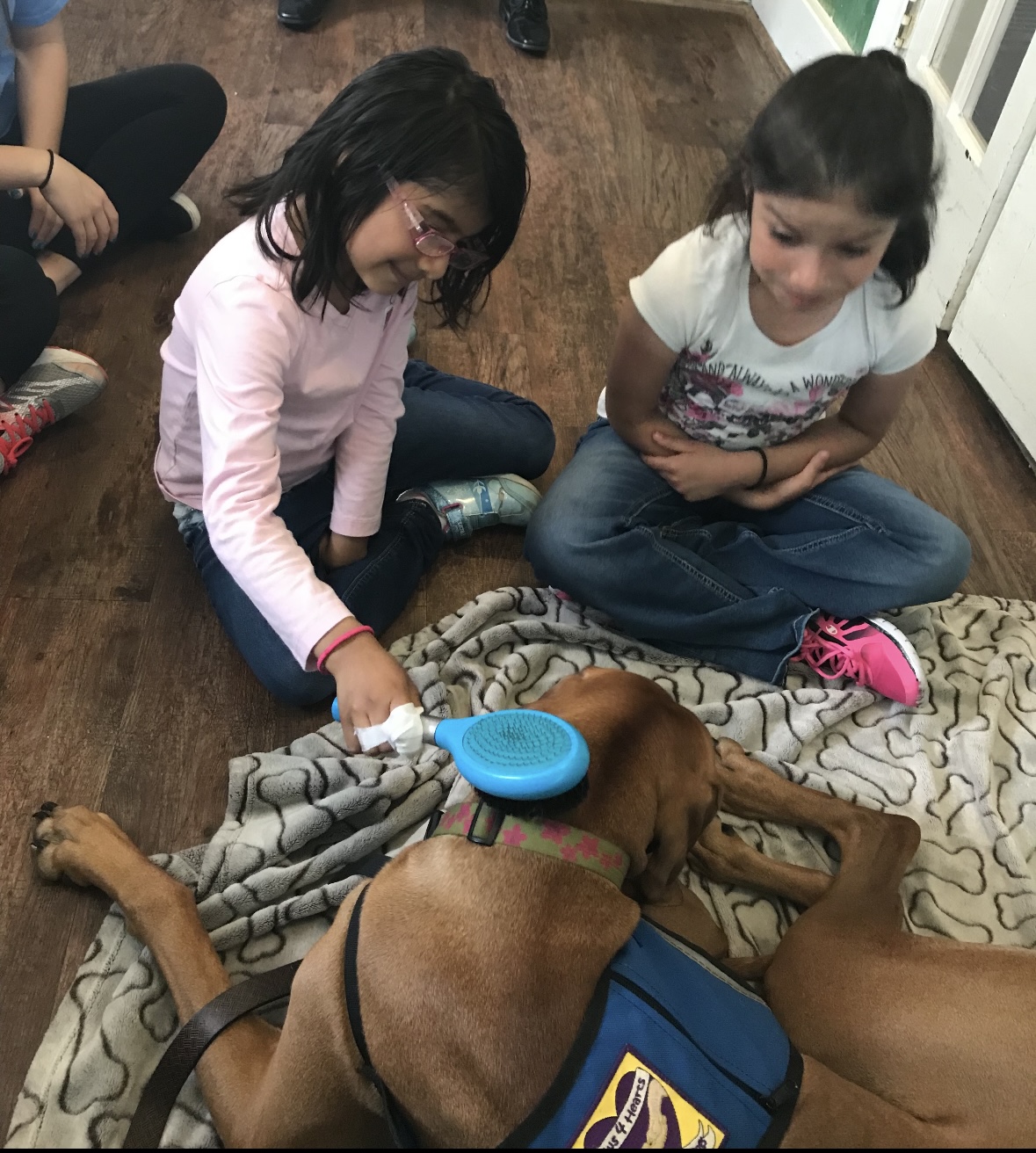 Two young students sitting on the floor brushing a therapy dog in a Paws 4 Hearts vest during a school visit