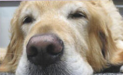 Close-up of Chase, an AKC Therapy Dog recognized for his Paws to Read work