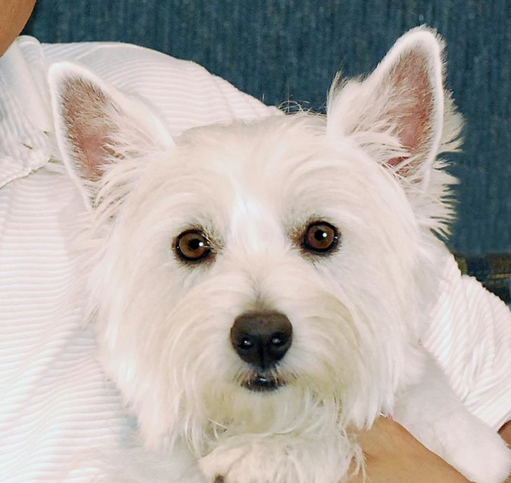 A small white therapy dog looking up at the camera