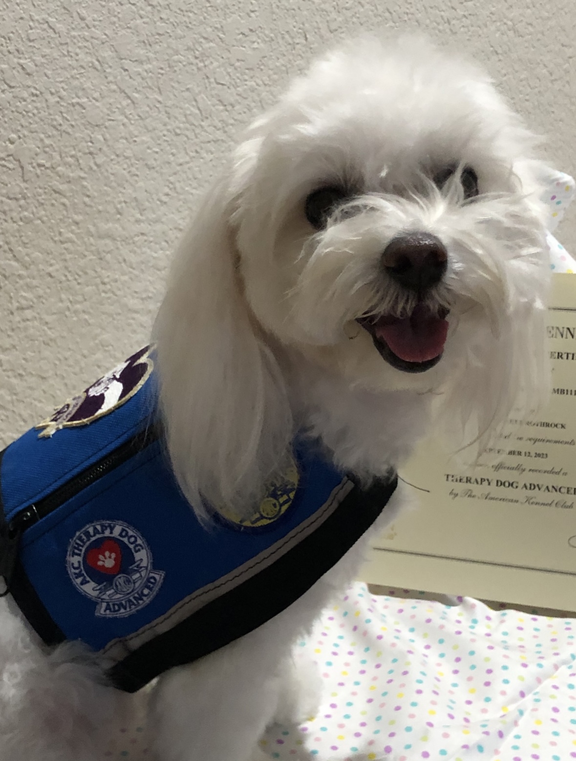 Maggie, Linda's AKC therapy dog