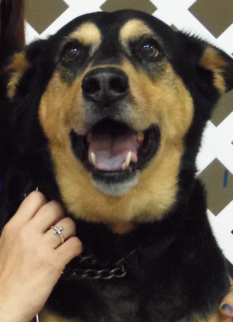 A shepherd therapy dog sitting calmly beside its handler during a visit