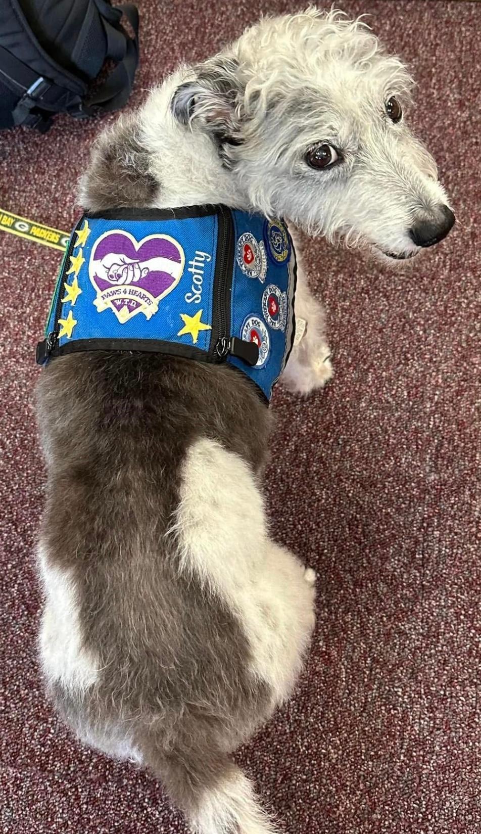 Scotty the therapy dog wearing his blue Paws 4 Hearts vest covered in patches