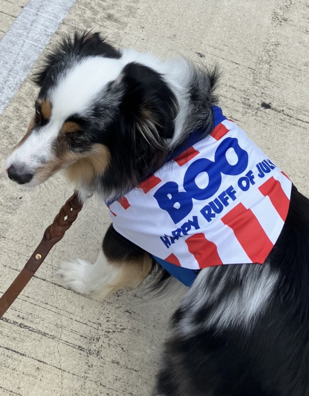 Boo the therapy dog wearing a red, white and blue Fourth of July bandana