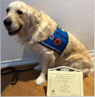 Beau, Linda's AKC therapy dog