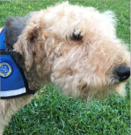 Bella, Diana's AKC therapy dog