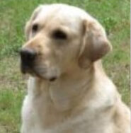 Chase, Karen's AKC therapy dog