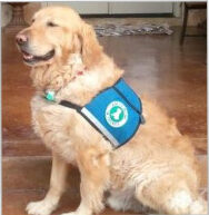 Chase, Lynda's retired AKC therapy dog