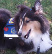 Cheyenne, Rose's AKC therapy dog