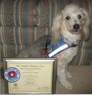 Cinder, Steve & Jan's retired AKC therapy dog