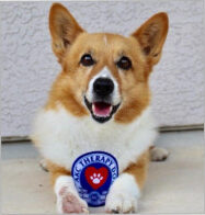 Drover, Lydia's AKC therapy dog