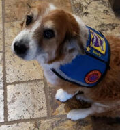 Mugsy, Joni's AKC therapy dog