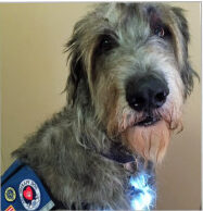 Raider, Stacey's AKC therapy dog