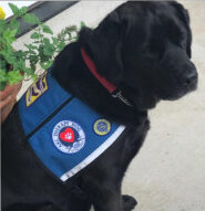 Ranger, Tammy's AKC therapy dog