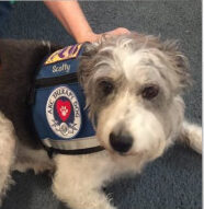Scotty, Robyn's AKC therapy dog