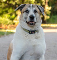 A Paws 4 Hearts AKC certified therapy dog team