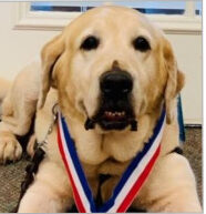 A Paws 4 Hearts AKC certified therapy dog team