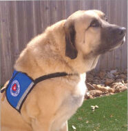 A Paws 4 Hearts AKC certified therapy dog team