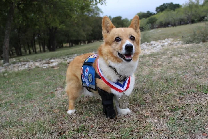 A Paws 4 Hearts therapy dog moment