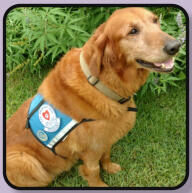 A Paws 4 Hearts therapy dog moment