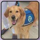 A Paws 4 Hearts therapy dog moment