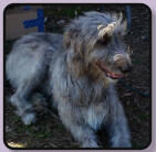A Paws 4 Hearts therapy dog moment