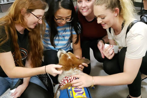 A group of girls visiting with a Paws 4 Hearts therapy dog