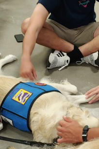 A Paws 4 Hearts therapy team on a visit