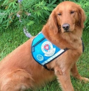 Bailey, a Paws 4 Hearts therapy dog