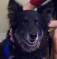 Boone, a Paws 4 Hearts therapy dog