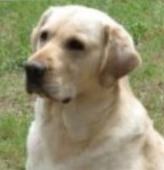Chase, a Paws 4 Hearts therapy dog