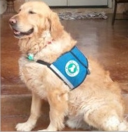 Chase, a retired Paws 4 Hearts therapy dog