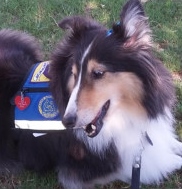 Cheyenne, a Paws 4 Hearts therapy dog