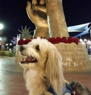 Cinder, a retired Paws 4 Hearts therapy dog