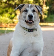 Forrest, a Paws 4 Hearts therapy dog