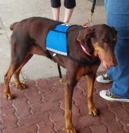 Gabby, a Paws 4 Hearts therapy dog