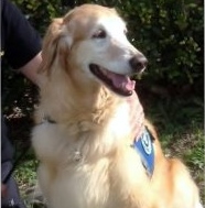 Hannah Banana, a Paws 4 Hearts therapy dog