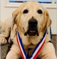 Ian, a Paws 4 Hearts therapy dog