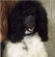Jaxon, a retired Paws 4 Hearts therapy dog