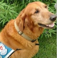 Marley, a Paws 4 Hearts therapy dog