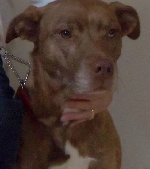 Mika, a retired Paws 4 Hearts therapy dog