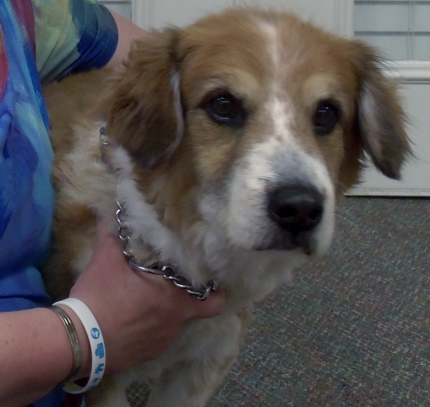 Mugsy, a retired Paws 4 Hearts therapy dog