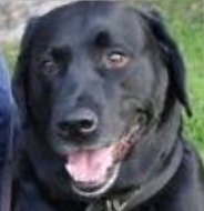 Murphy, a retired Paws 4 Hearts therapy dog