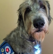 Raider, a Paws 4 Hearts therapy dog