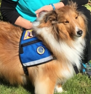 Roxie, a Paws 4 Hearts therapy dog