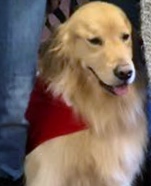 Ruger, a Paws 4 Hearts therapy dog