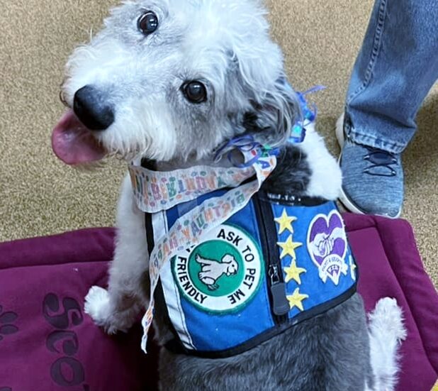 Scotty, a retired Paws 4 Hearts therapy dog